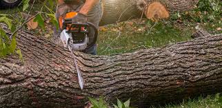 Best Hazardous Tree Removal  in Bruce, MS